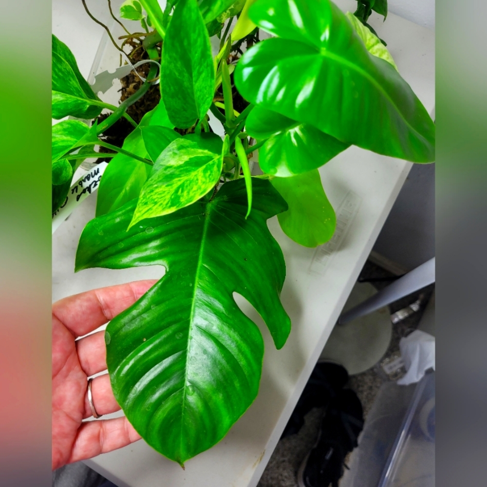 Starter plants nice selection of 7 fresh cut plant with nodes and or air roots